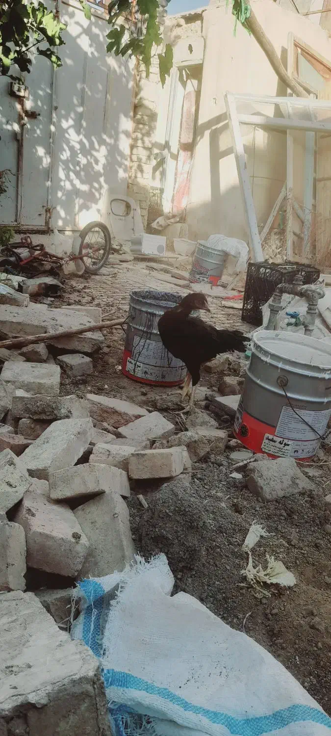 بوقلمون بوربون ومحلی|حیوانات مزرعه|همدان, |دیوار