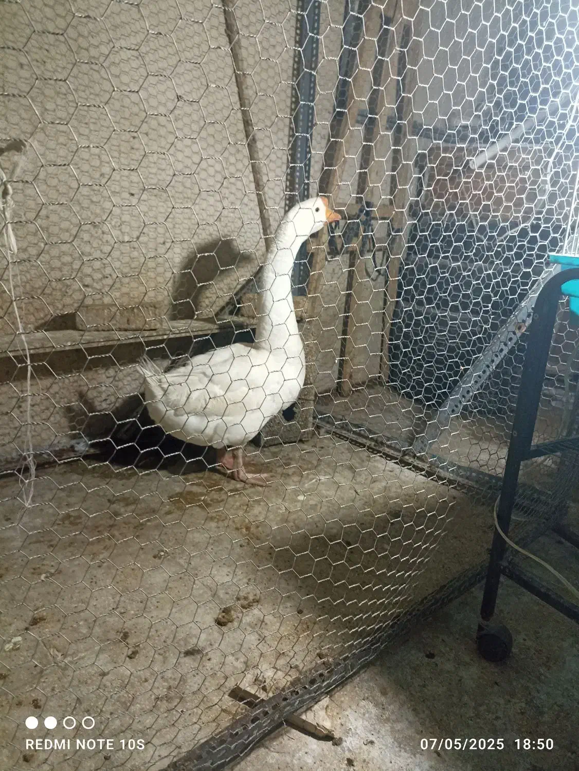 قوقاز اکراینی اصل منگولی|حیوانات مزرعه|چهارباغ, |دیوار