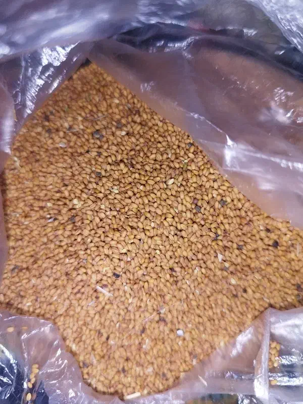 خاکشیر|حراج|بروجرد, |دیوار