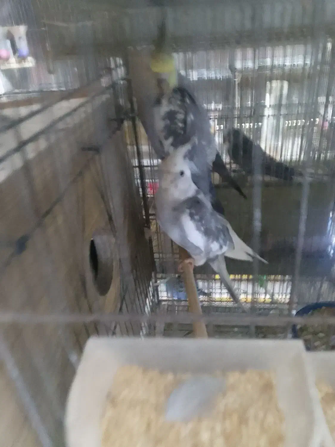 شاه طوطی .عروس .مرغ عشق .فنچ.سیمرغ|پرنده|ساوه, |دیوار