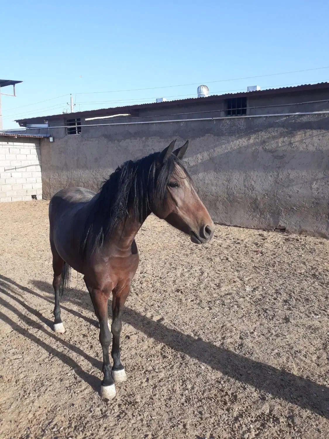 اسب.مادیون کرد|اسب و تجهیزات اسب‌سواری|قم, پردیسان|دیوار