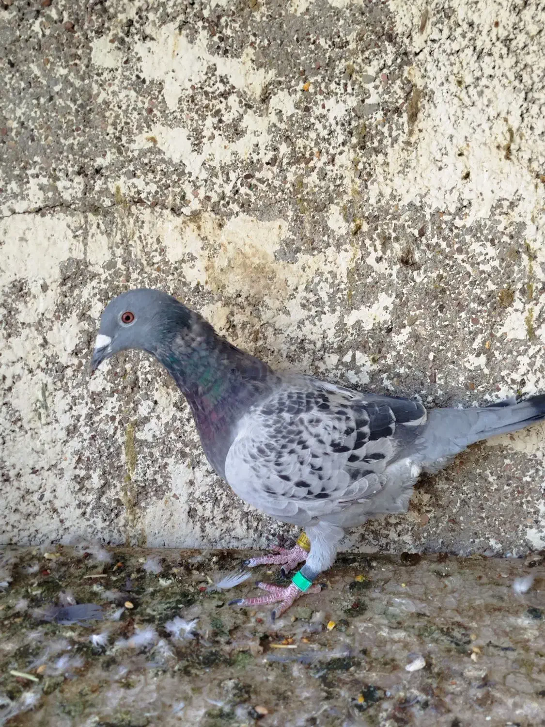 کفتر|پرنده|سرایان, |دیوار