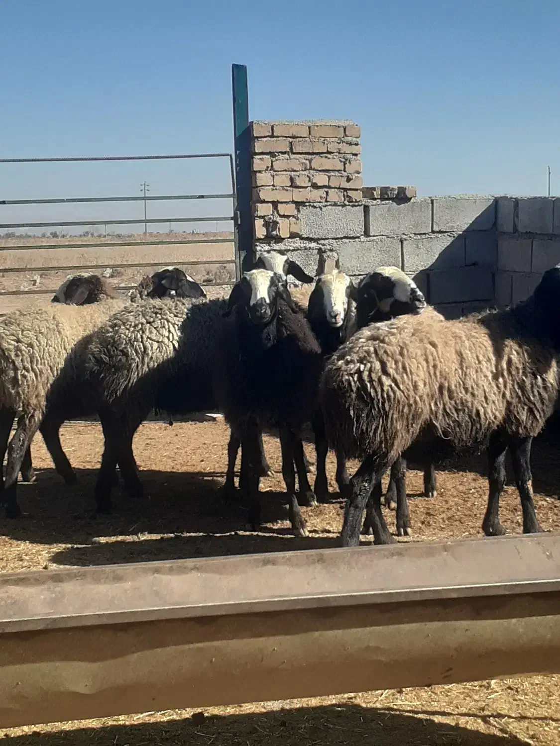 میش وشیشک|حیوانات مزرعه|اسفرورین, |دیوار