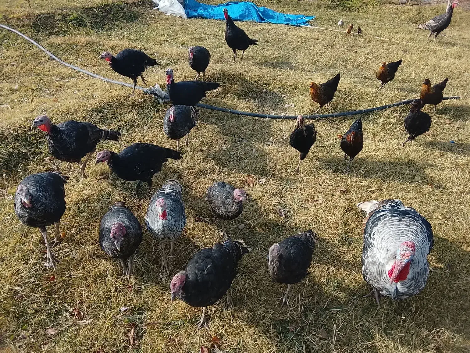 انواع بوقلمون در پلدشت|حیوانات مزرعه|ماکو, |دیوار