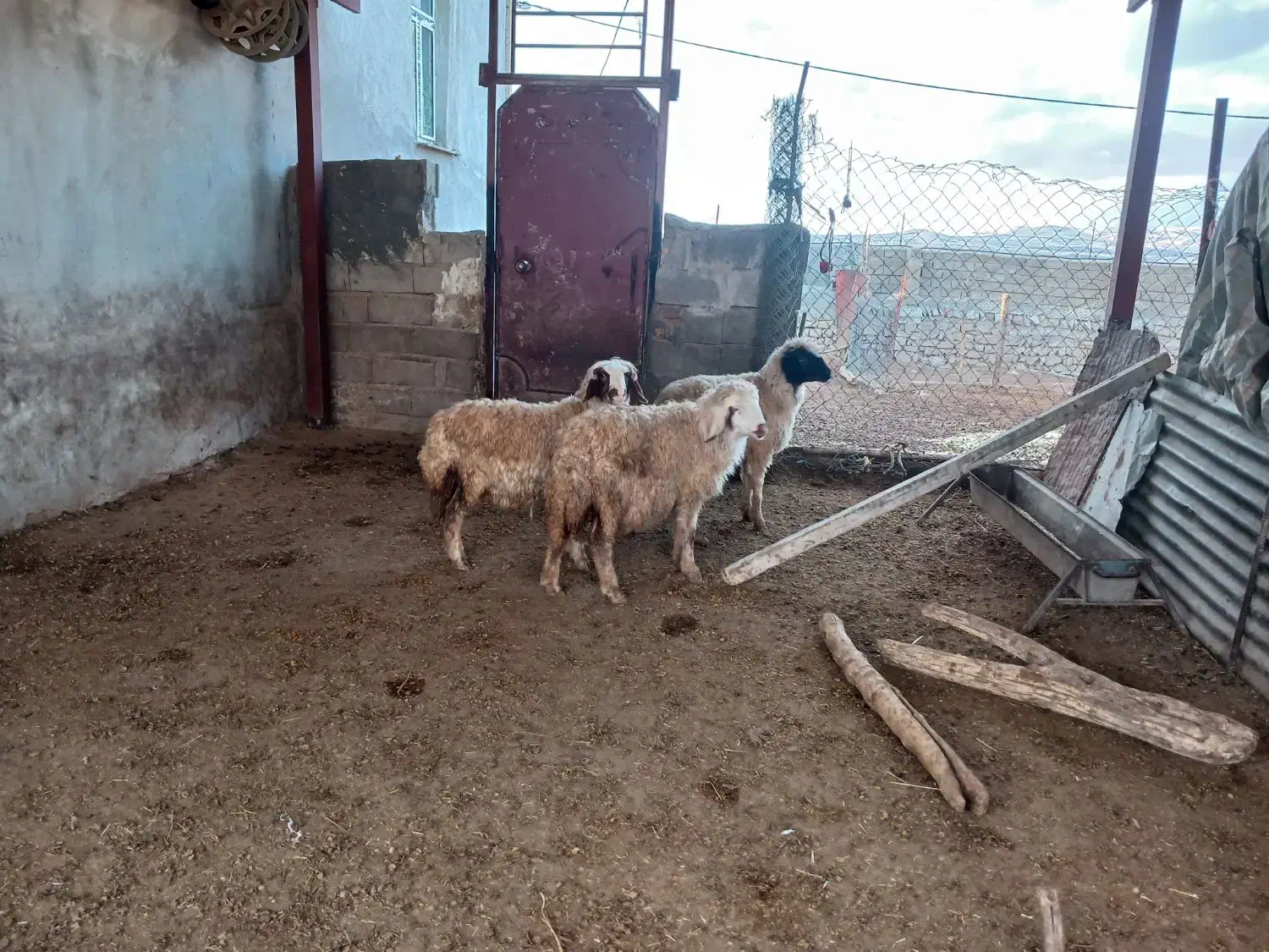 بره ماده|حیوانات مزرعه|کوزران, |دیوار