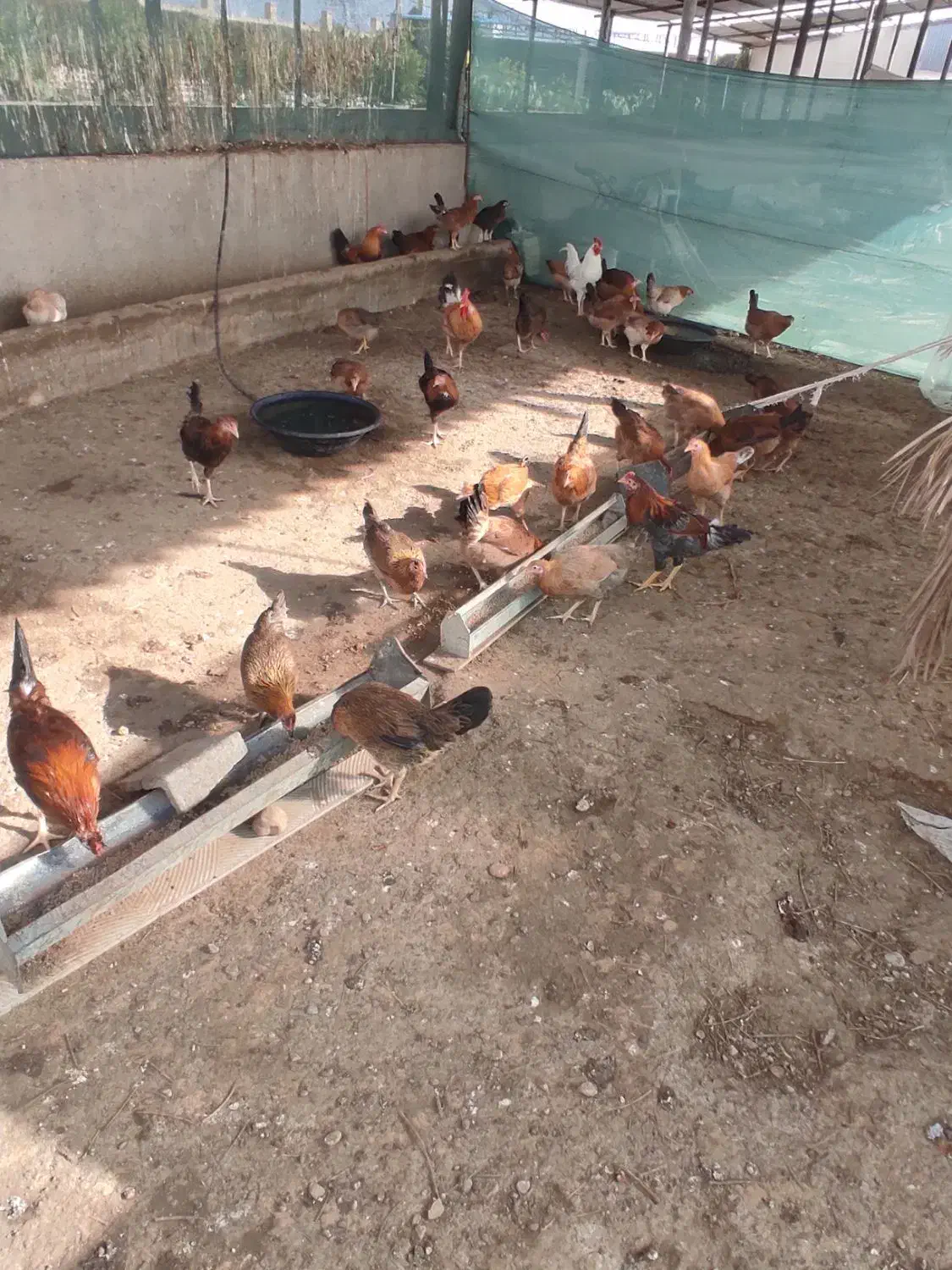 مرغ محلی و خروس|حیوانات مزرعه|گتوند, |دیوار