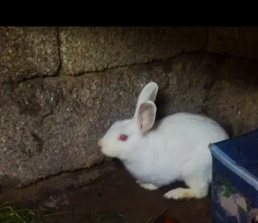 خرگوش نر|موش و خرگوش|دزفول, |دیوار