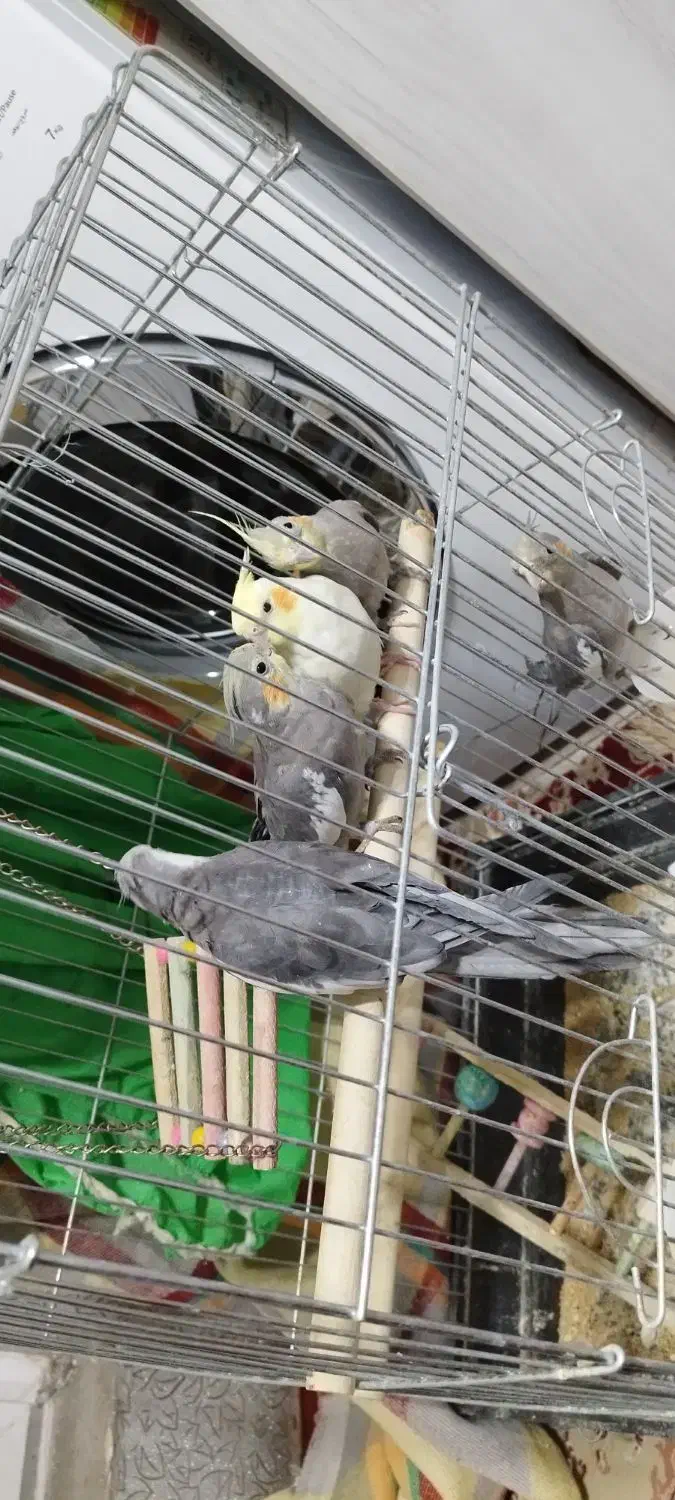 عروس هلندی|پرنده|ایلام, |دیوار