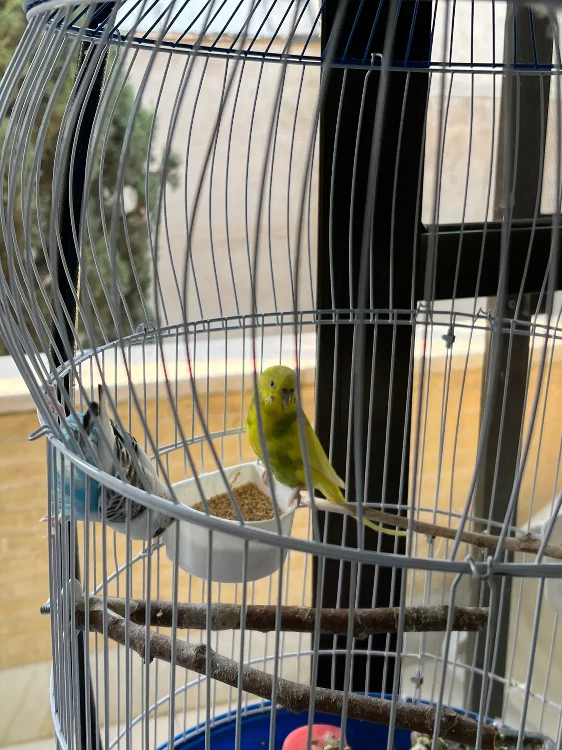 مرغ عشق همراه قفس و آویز|پرنده|اصفهان, باغ نگاره|دیوار