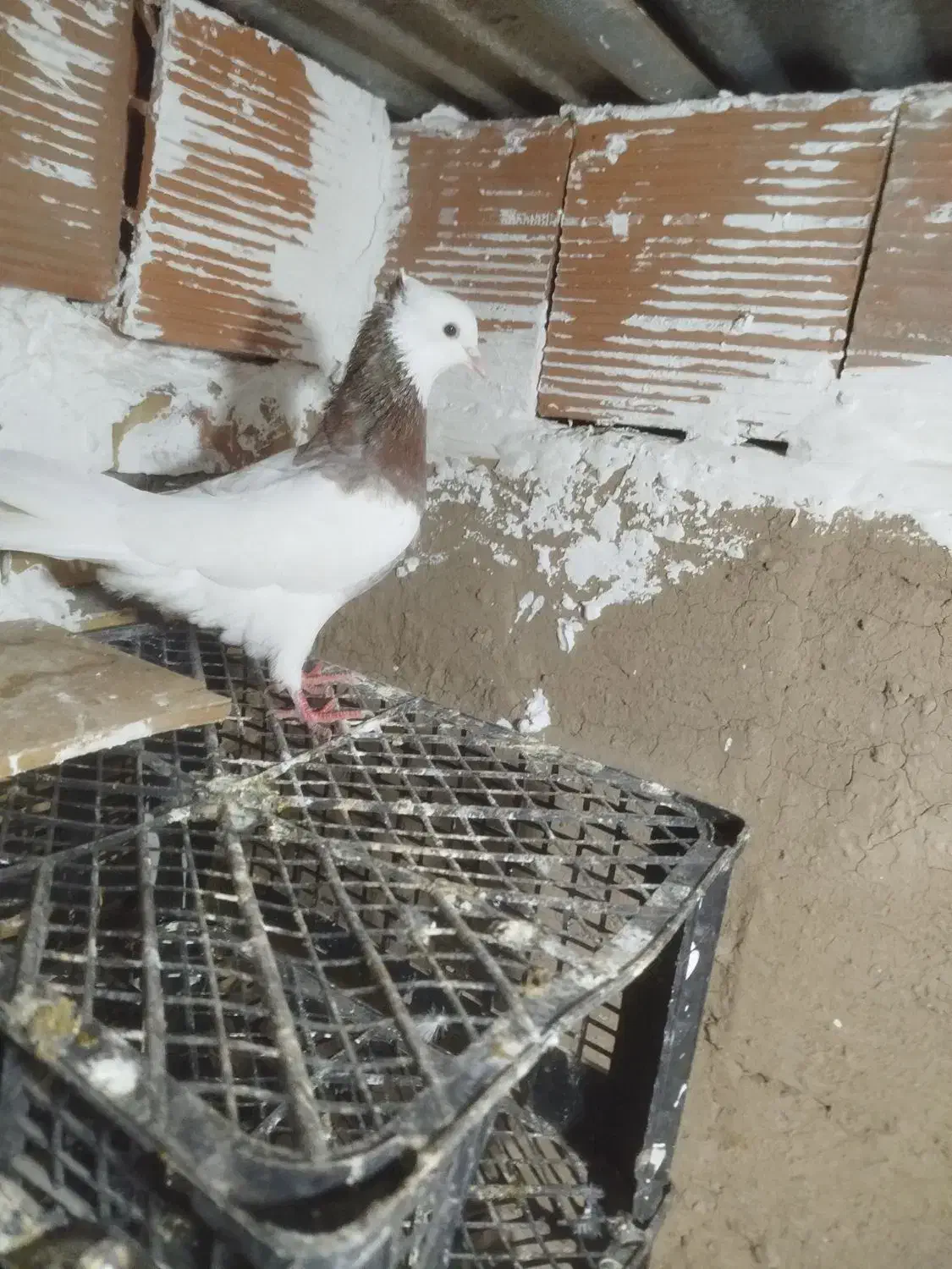 طوقی|پرنده|گنبد کاووس, |دیوار