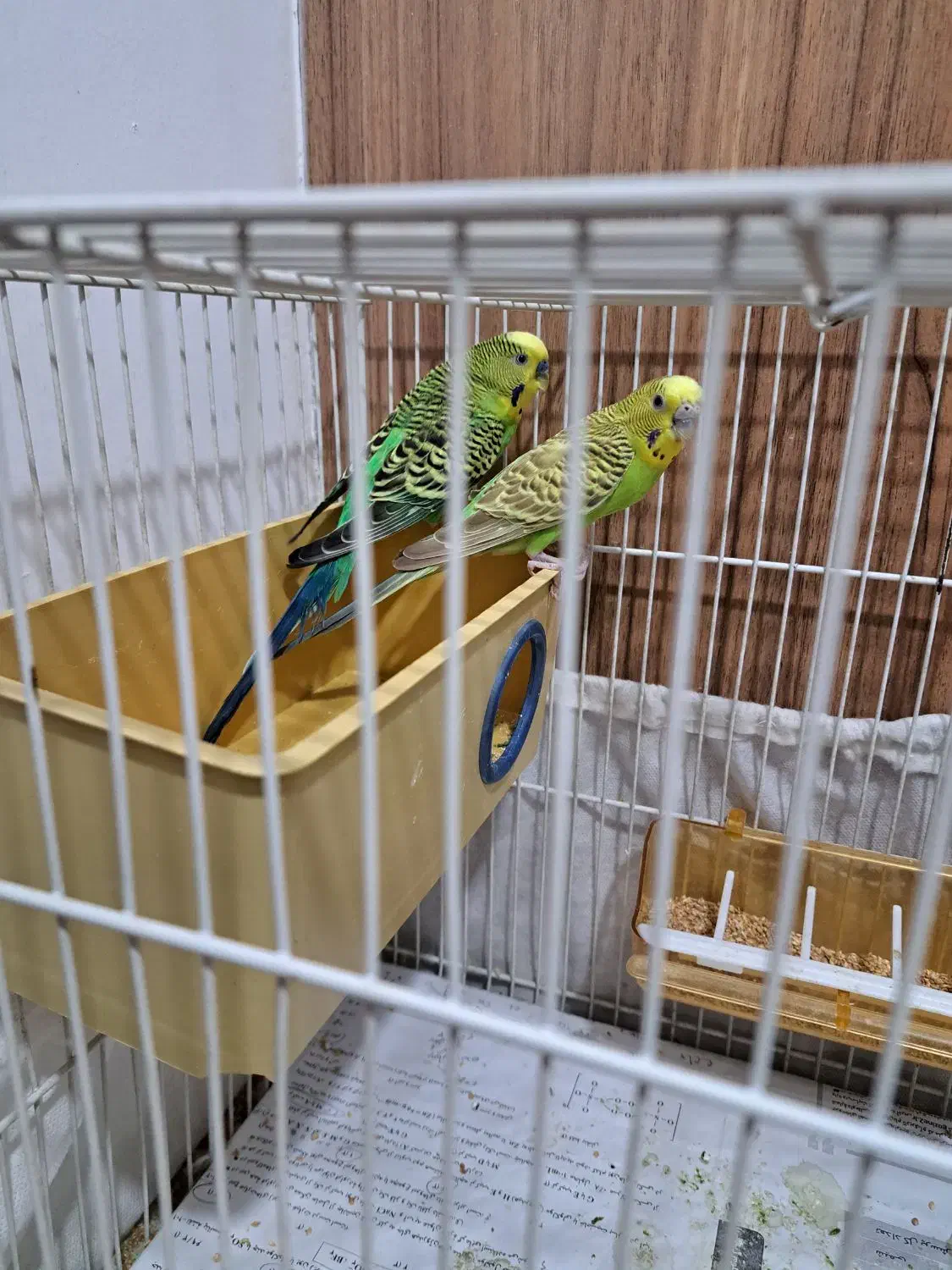 مرغ عشق|پرنده|گلبهار, شهر جدید گلبهار|دیوار