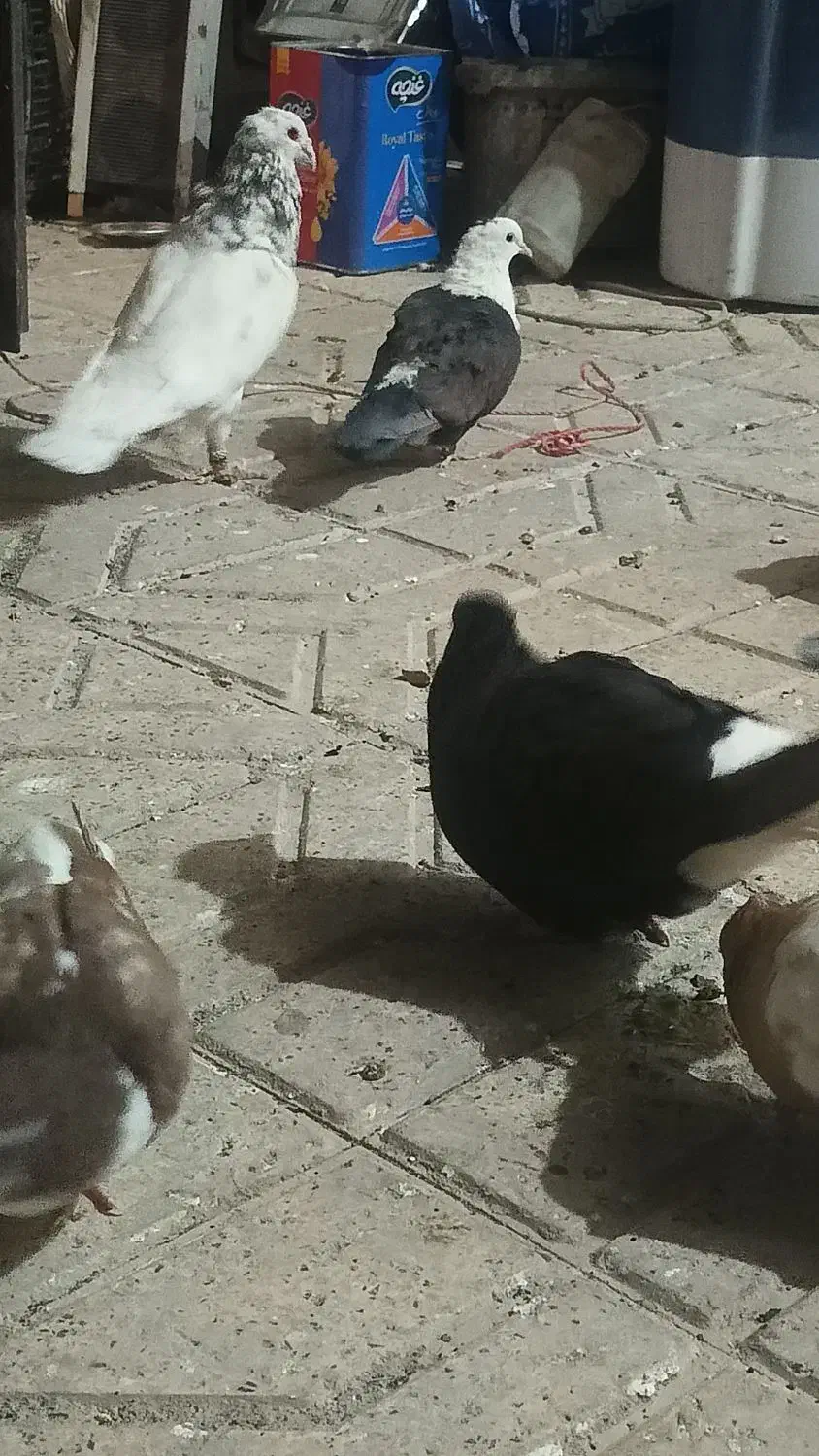 کلاغ ماده|پرنده|نیشابور, بنیاد شهید|دیوار