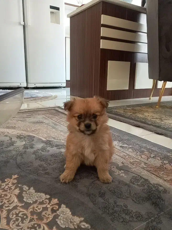 سگ پامر|سگ|پردیس, فاز ۱۱|دیوار