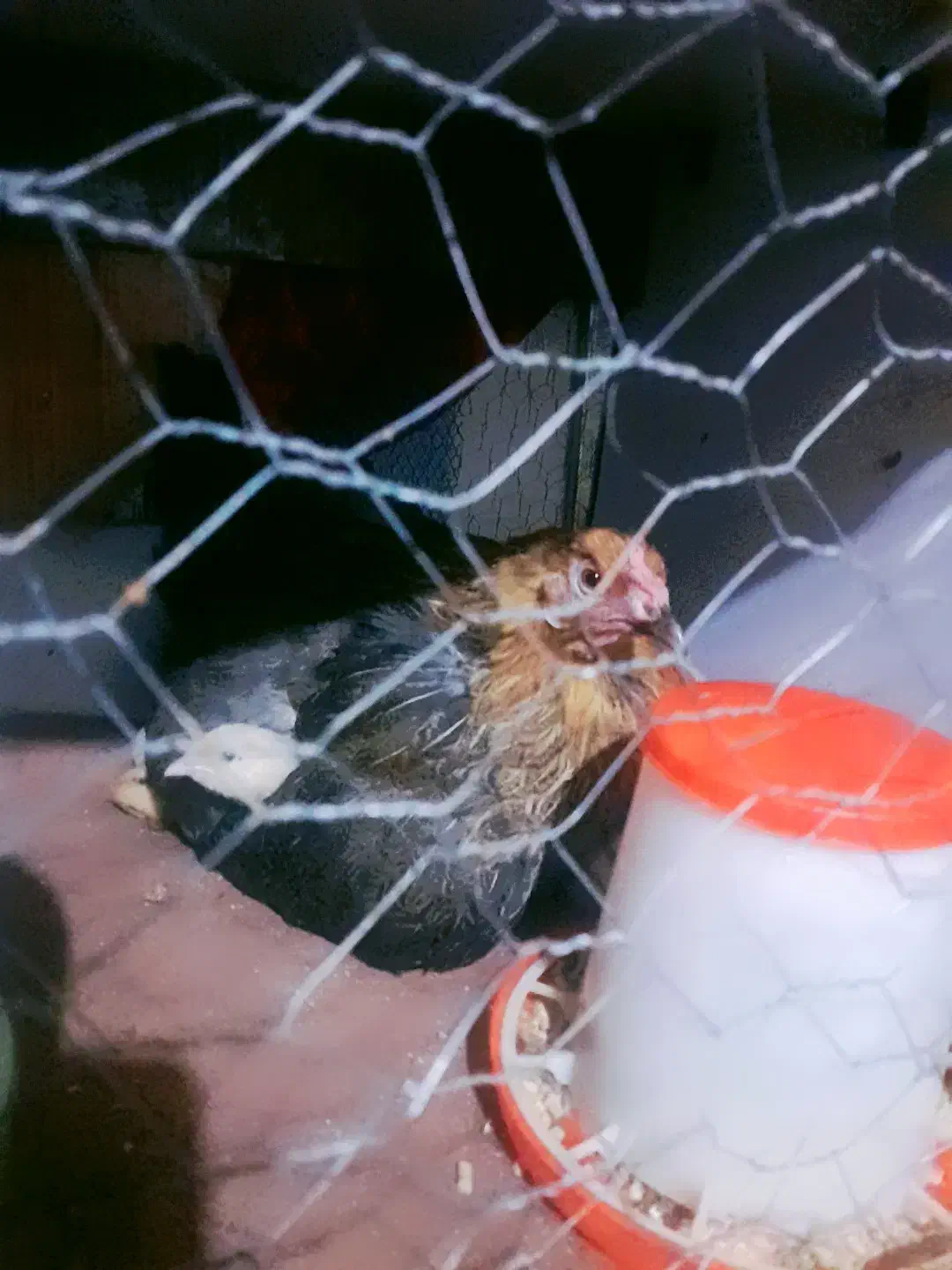 مرغ|حیوانات|ایذه, |دیوار