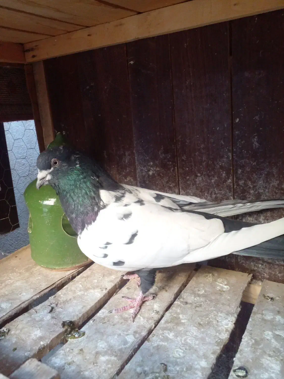 کفتر نر|پرنده|قم, نخودی|دیوار