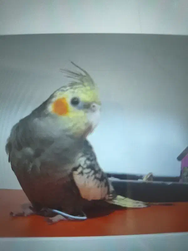 گمشده عروس هلندی خاکستری|حیوانات|زاهدان, |دیوار