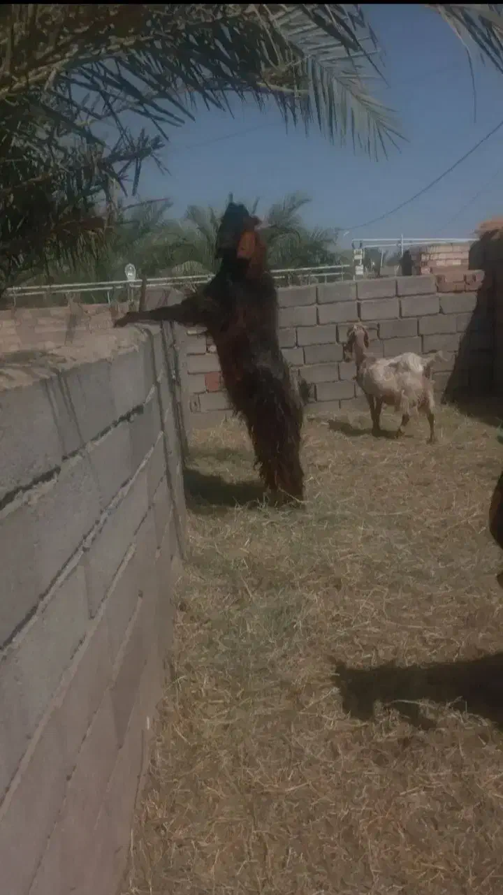 نری چاق چاق بالا ۳۵ کیلو گوشت دارد|حیوانات مزرعه|نرماشیر, |دیوار