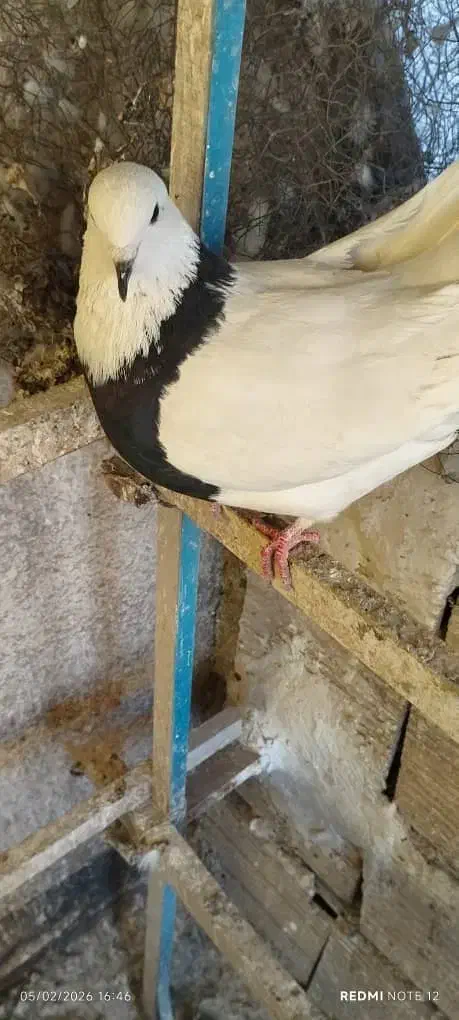 ۳تا کفتر غریب گیری|حیوانات|کرج, کیانمهر|دیوار