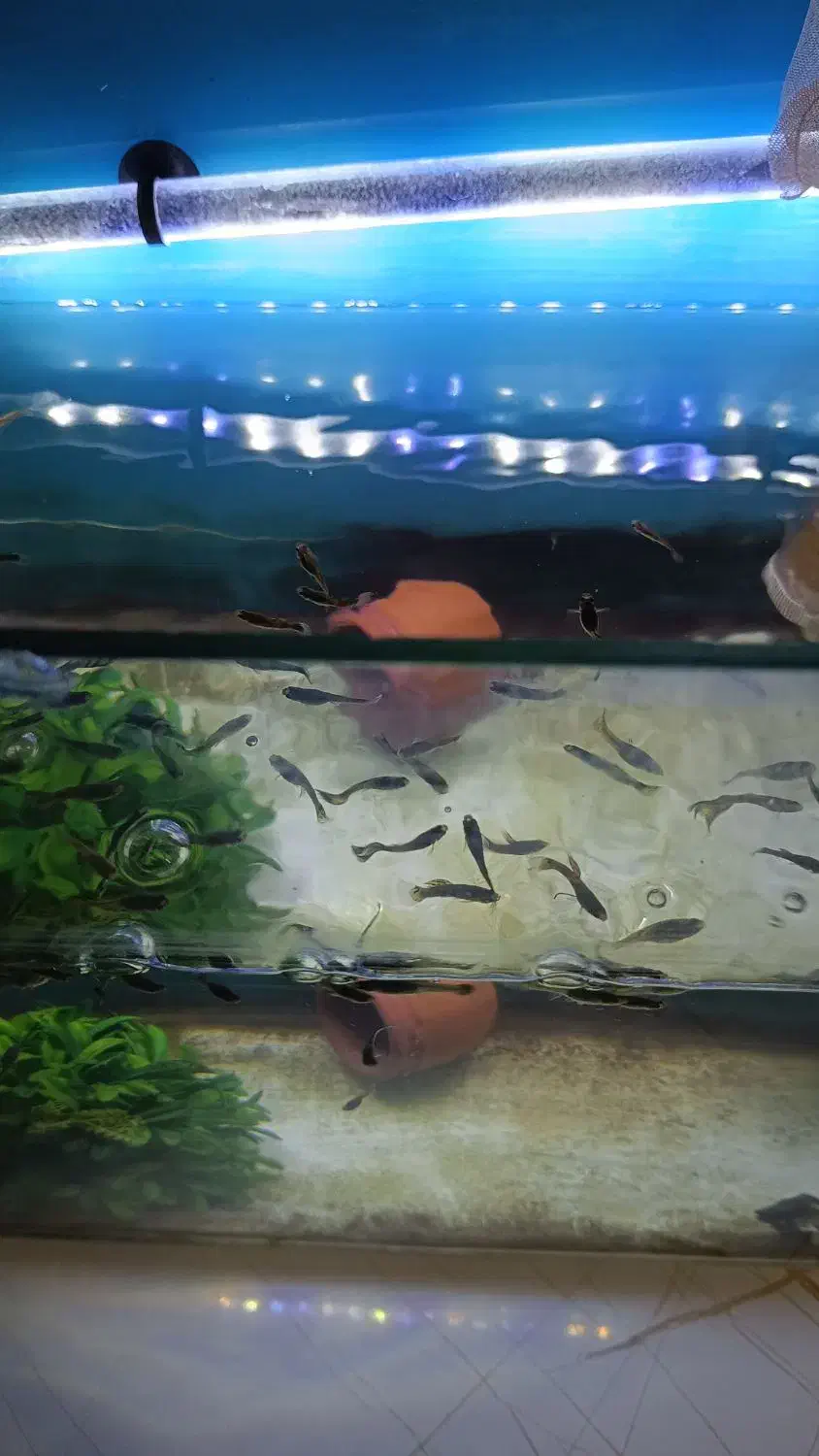 تعدادی ماهی گوپی خرده عمده به فروش می رسد|ماهی|رباطکریم, نصیرشهر|دیوار