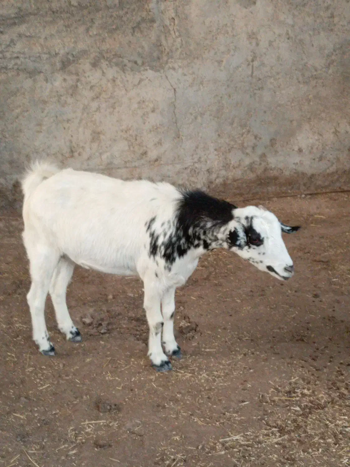 بز صلاله دورگ ابستن|حیوانات مزرعه|سعدآباد, |دیوار