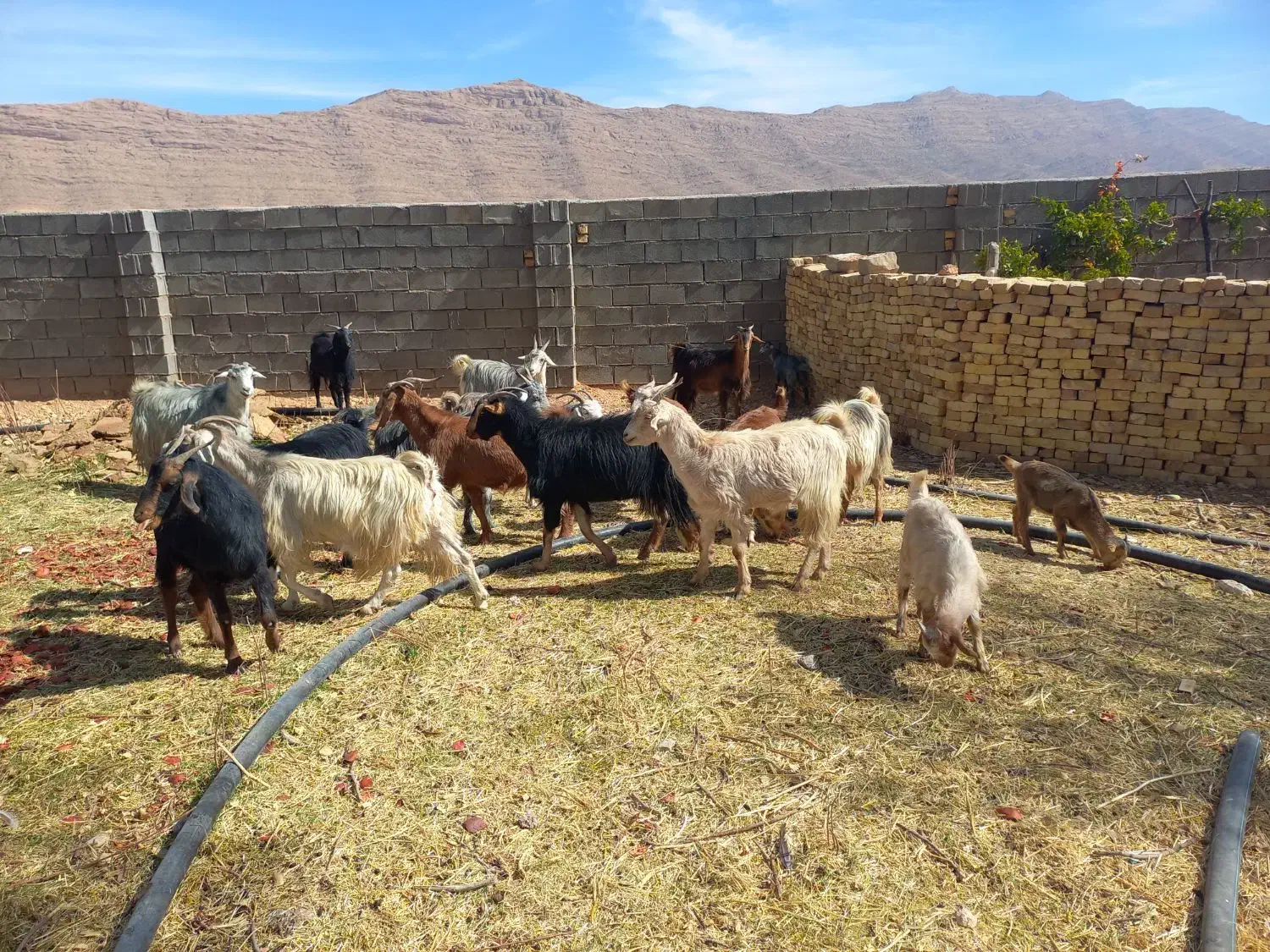 بزداشتی جوان وکهره نروماده برای قصابی|حیوانات مزرعه|ارژن, |دیوار