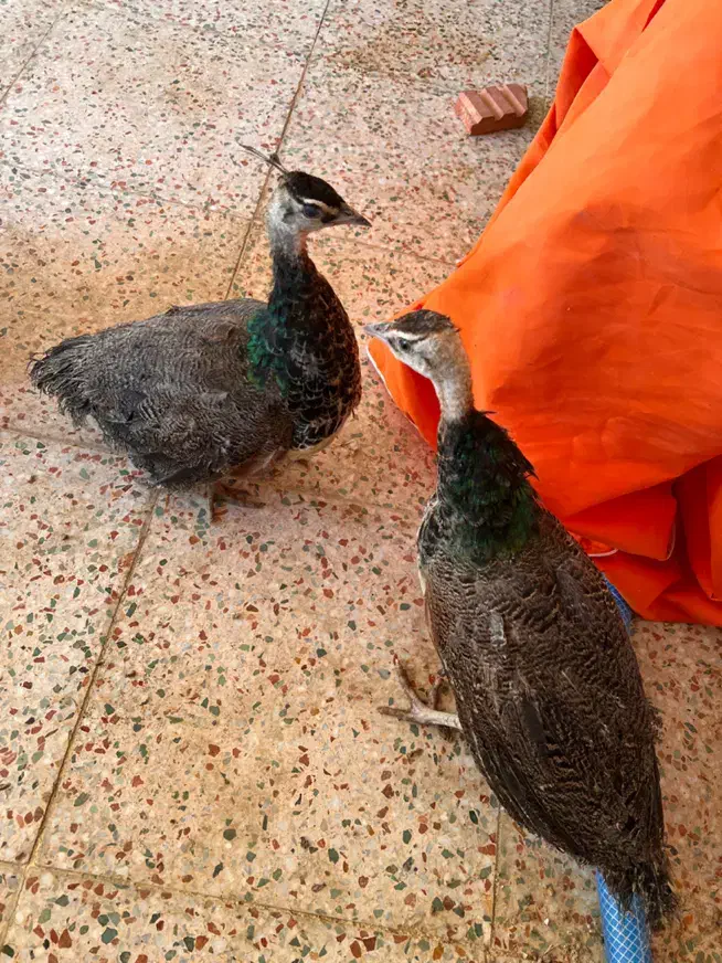 جوجه طاووس|پرنده|شیراز, گویم|دیوار