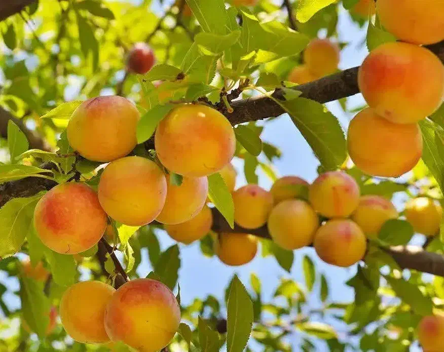 ارائه نهال زرد الو جهانگیری|خدمات باغبانی و درختکاری|گلپایگان, |دیوار