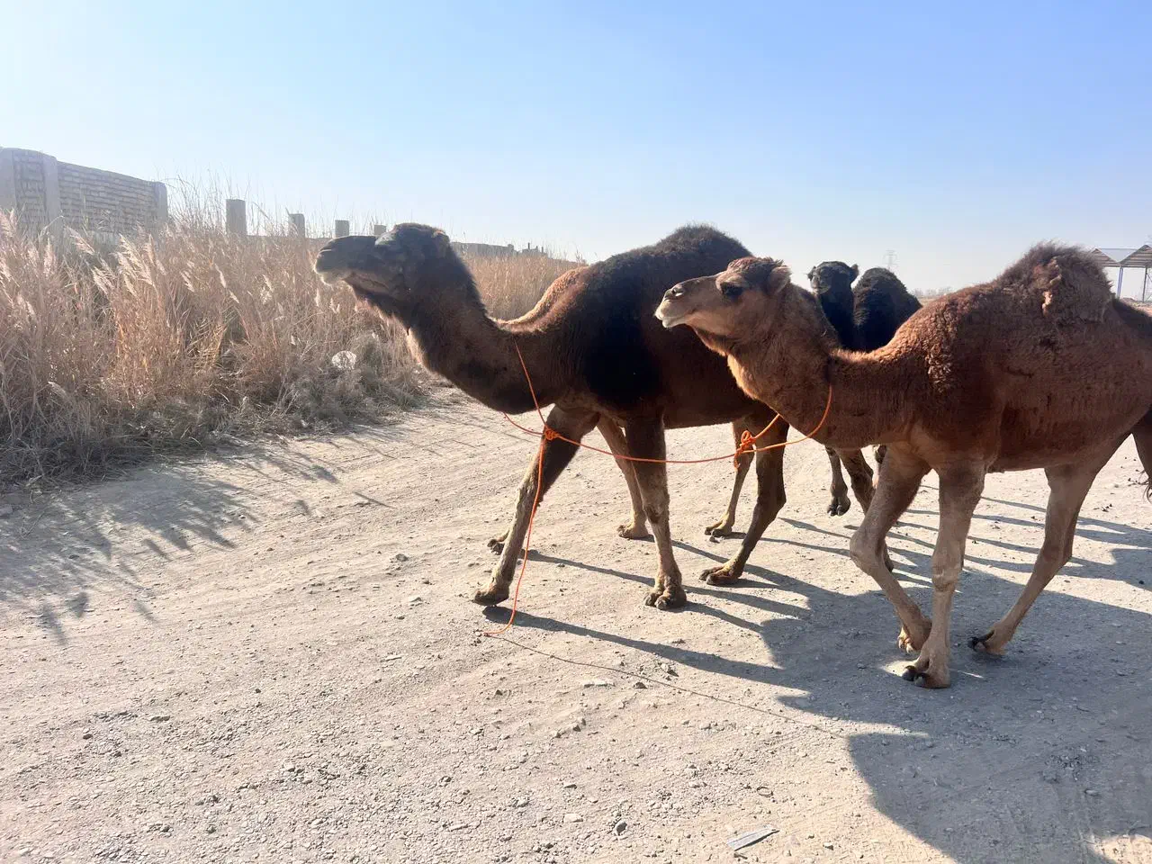 شتر خشک|حیوانات مزرعه|سبزوار, قصبه شرقی|دیوار