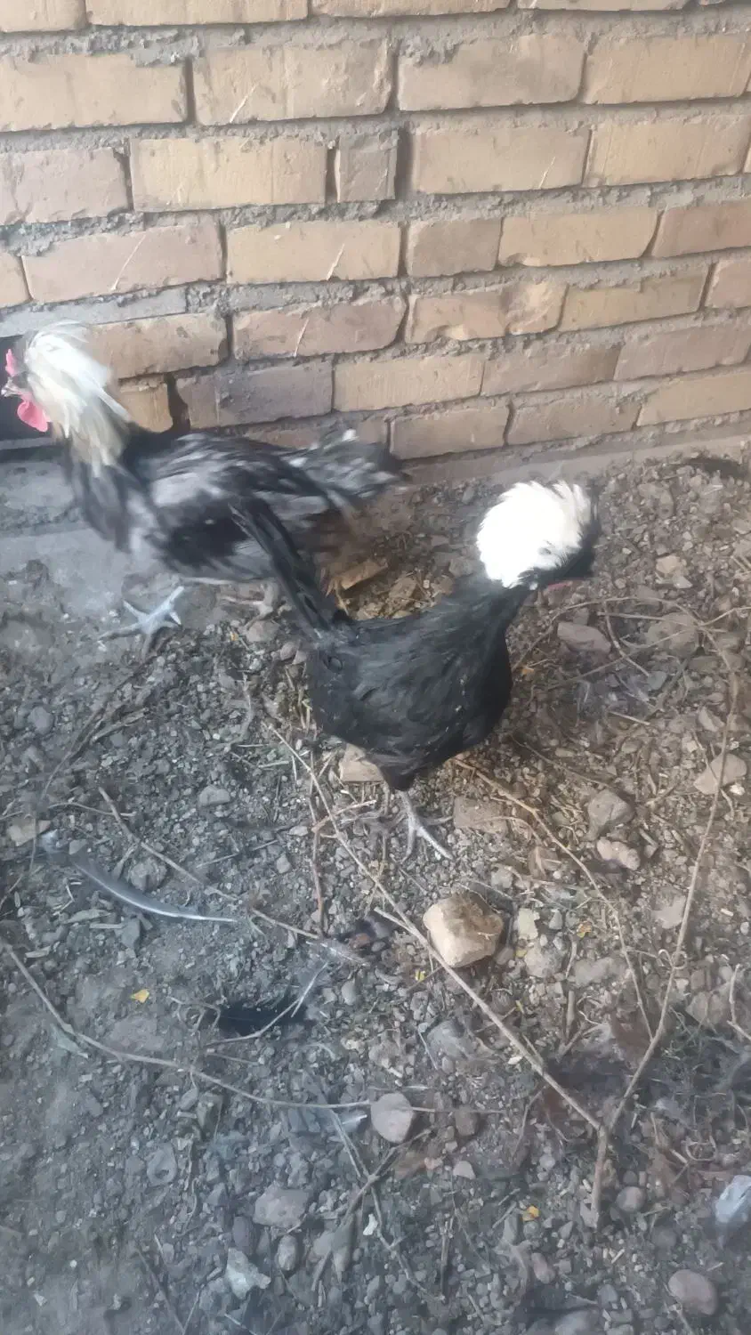 مرغ و خروس لهستانی|حیوانات مزرعه|تربتحیدریه, فتح المبین|دیوار