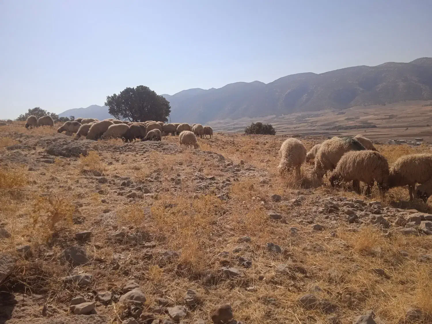 گوسفند وبره|حیوانات مزرعه|ایوان, |دیوار