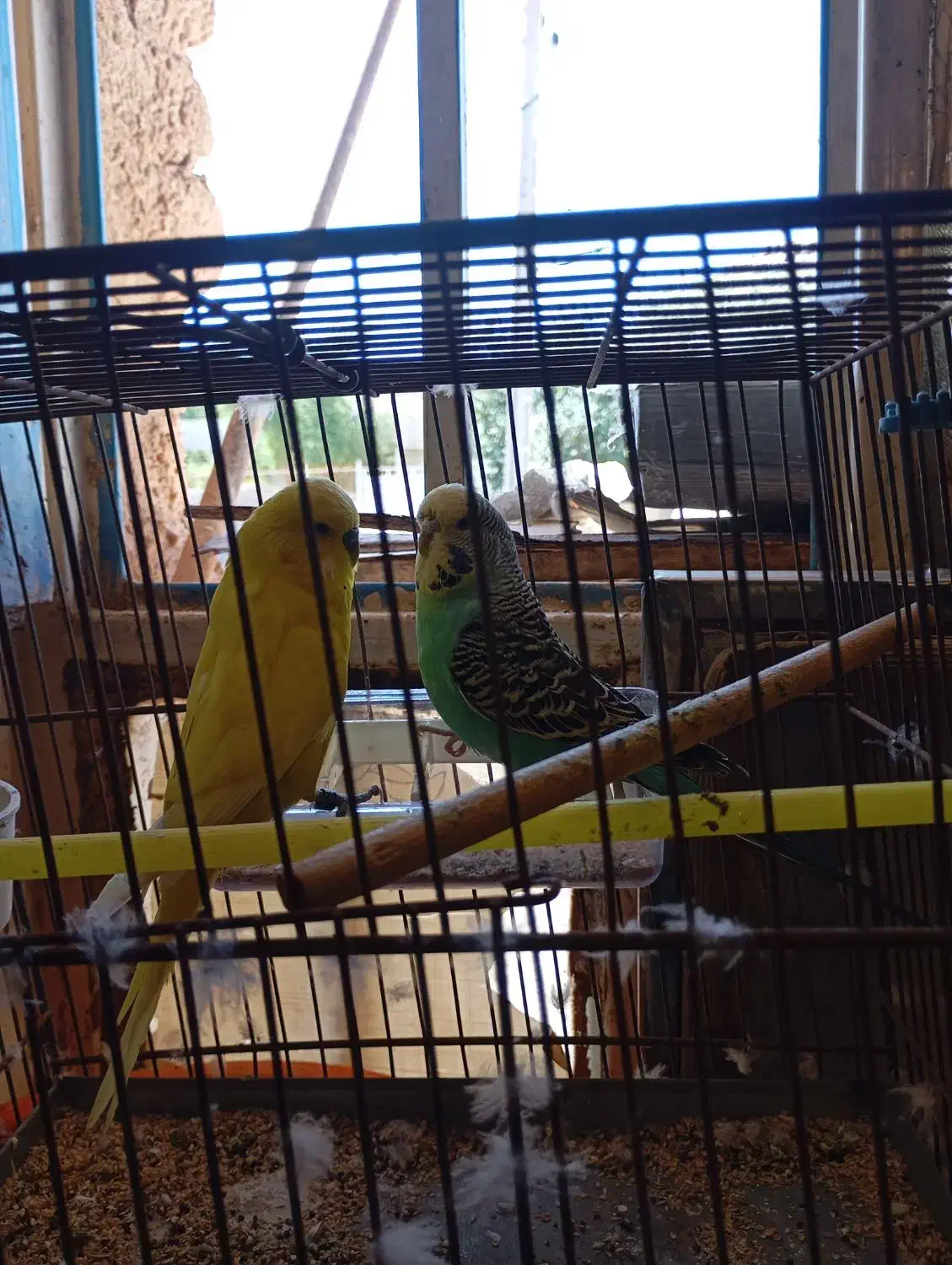 مرغ عشق نروماده سالم آمادهی تخم گذاری|پرنده|مسجد سلیمان, |دیوار