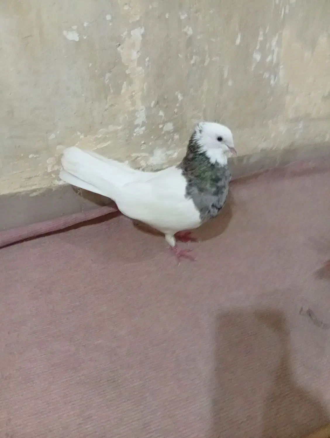 کبوتر طوقی هفت رنگ درجه یک|پرنده|سوسنگرد, |دیوار