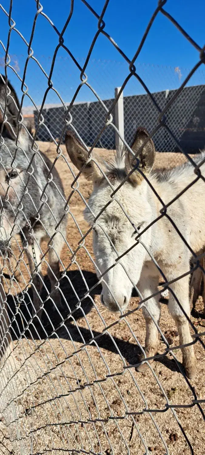 خر .الاغ فوری|حیوانات مزرعه|مرودشت, بیست متری بیمارستان|دیوار