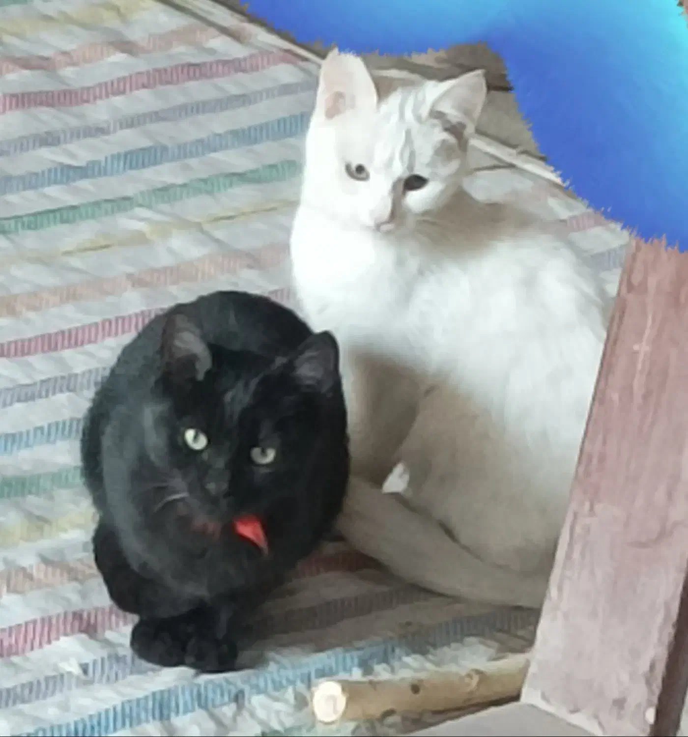 فروش گربه|گربه|مراغه, |دیوار