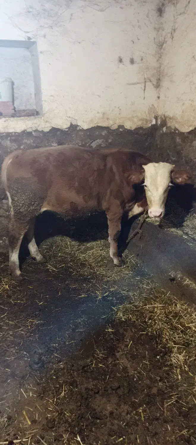 گوساله سیمینتال|حیوانات مزرعه|منجوان, |دیوار