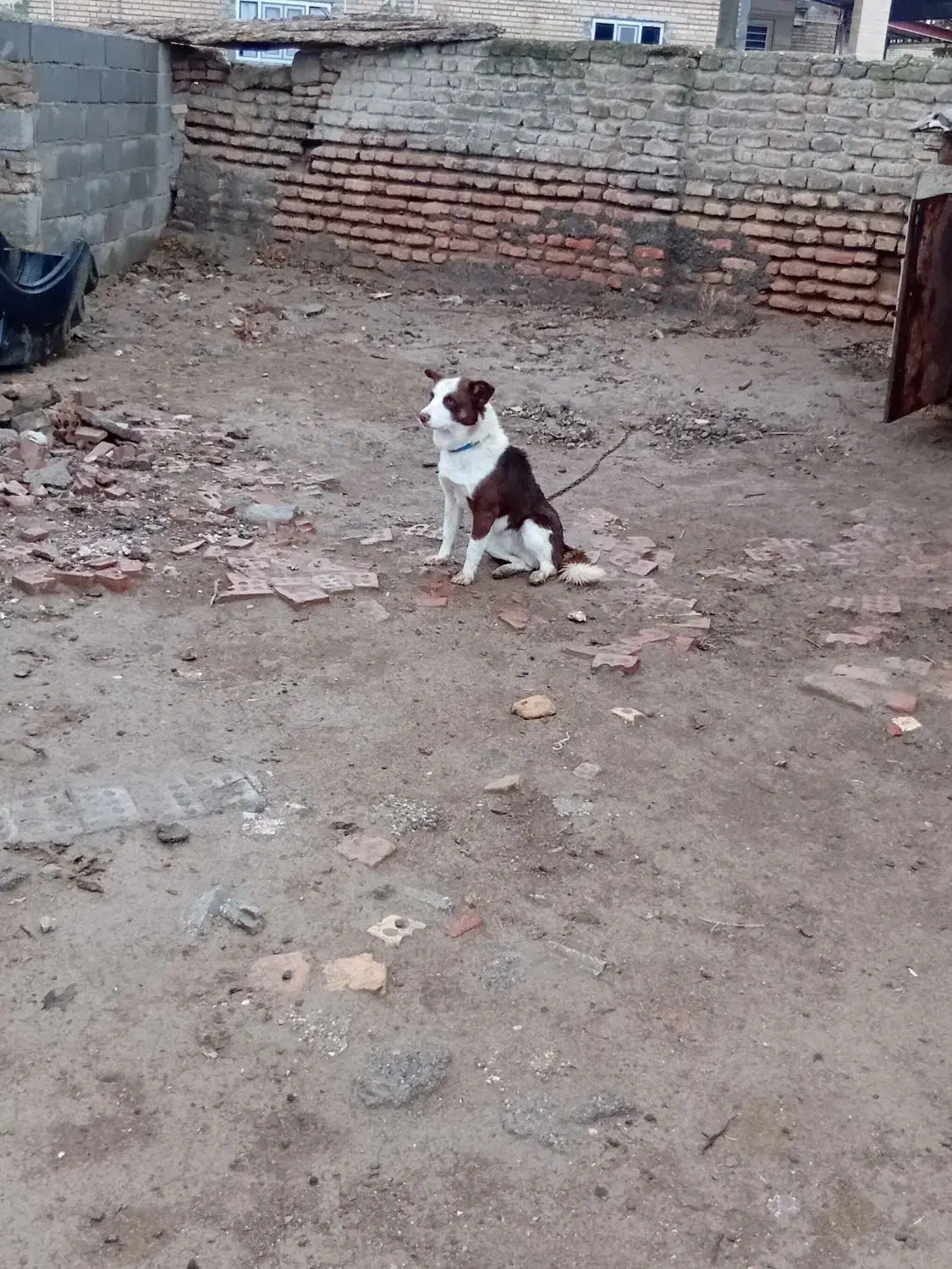 سگ پاکوتاه  روستای|سگ|گنبد کاووس, |دیوار