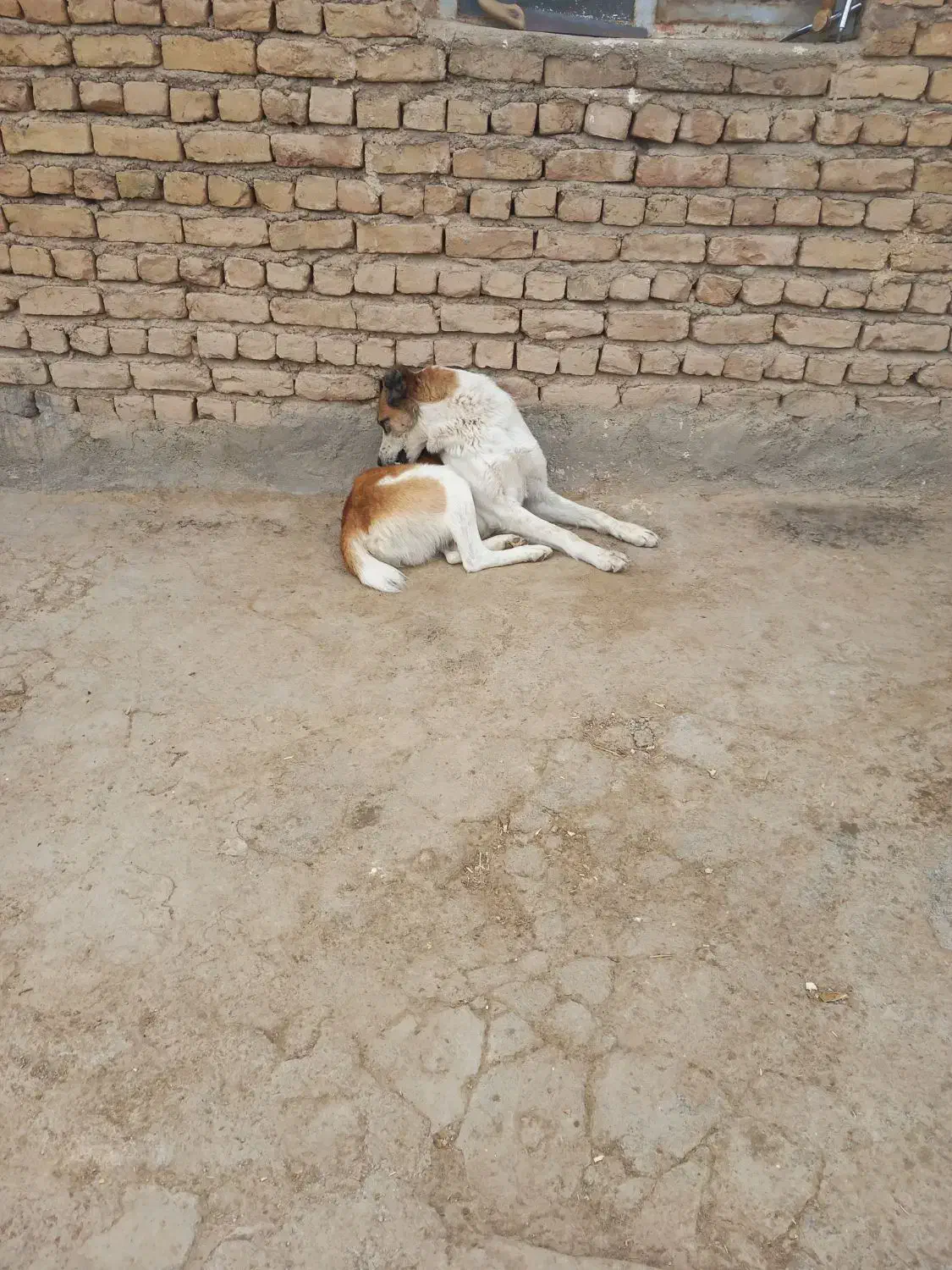 سگ ترکمن یک ساله|سگ|قوچان, |دیوار