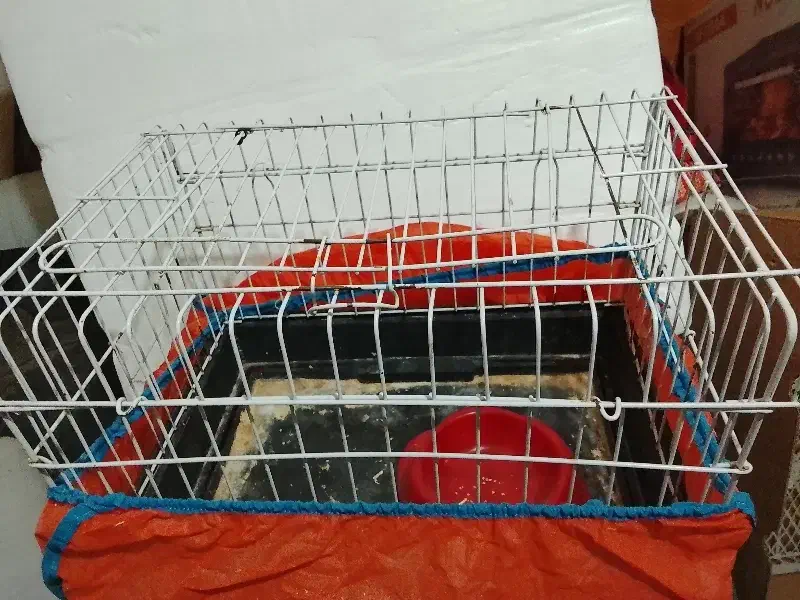 قفس پرنده ، قفس همستر و خرگوش|لوازم جانبی حیوانات|قزوین, |دیوار