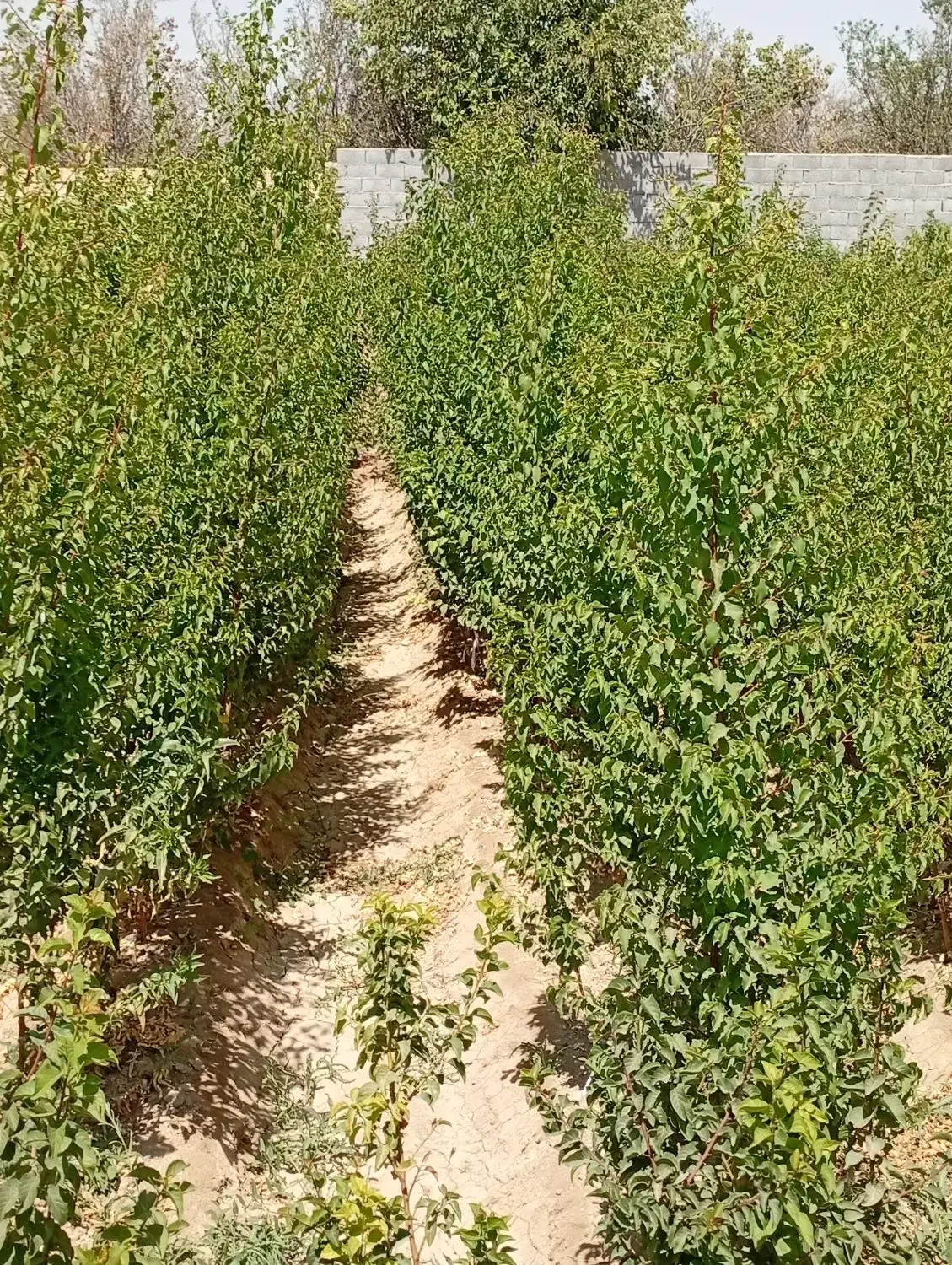 انواع نهال و درختان میوه|خدمات باغبانی و درختکاری|اصفهان, کشاورزی|دیوار
