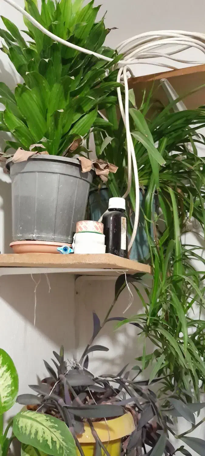 گل انجری و گل ها|گل و گیاه طبیعی|مشهد, آبادگران|دیوار