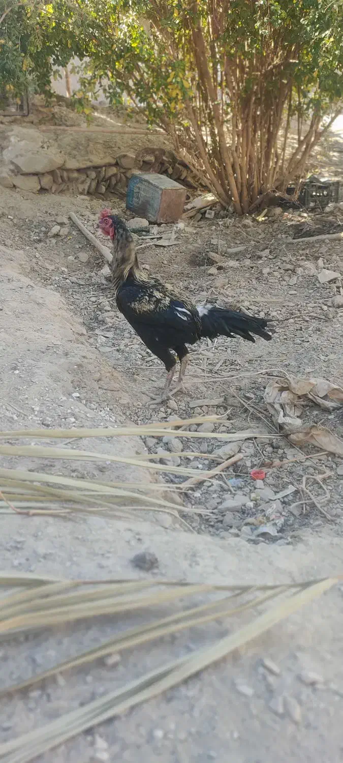 مرغ خروس لاری معاوضه ای|پرنده|سراوان, |دیوار