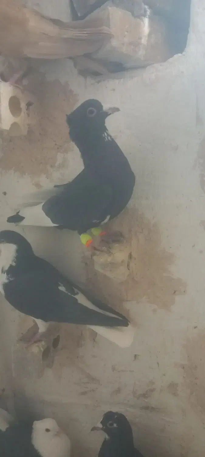 سیاه پلنگ کلاهی نر پریده با سیاه رسمی|پرنده|رفسنجان, |دیوار