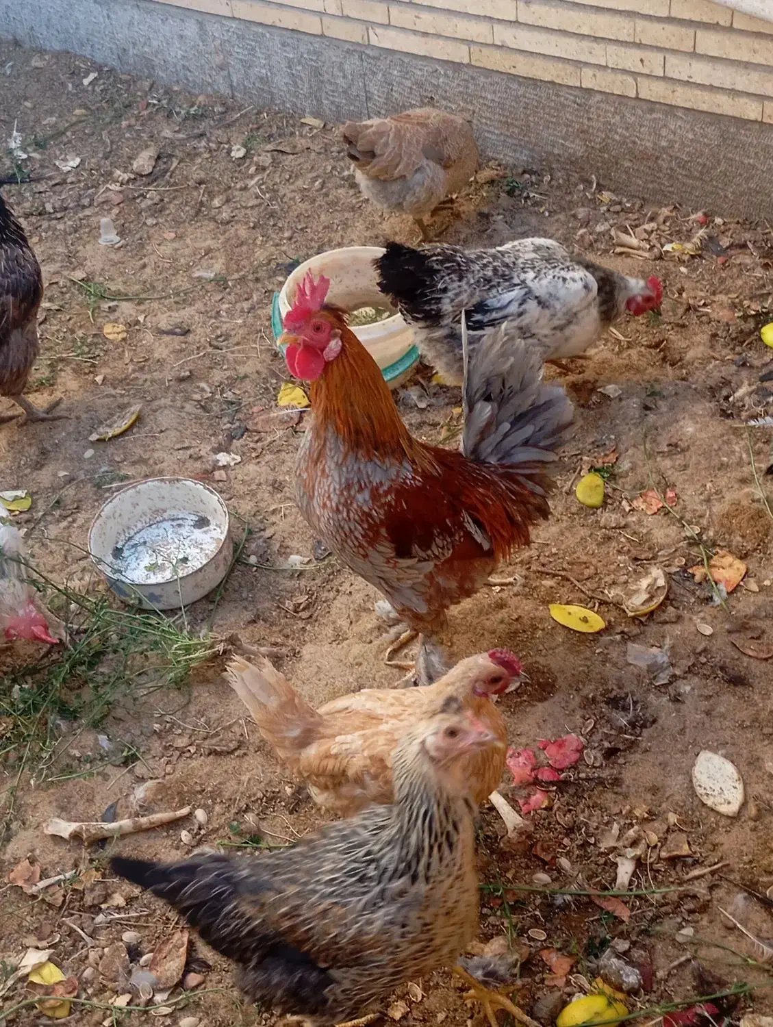 فروش خروس نژاد دارشهربابک|حیوانات مزرعه|شهر بابک, |دیوار