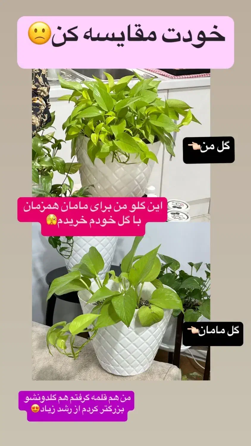 گل گیاه|گل و گیاه طبیعی|بهارستان, |دیوار