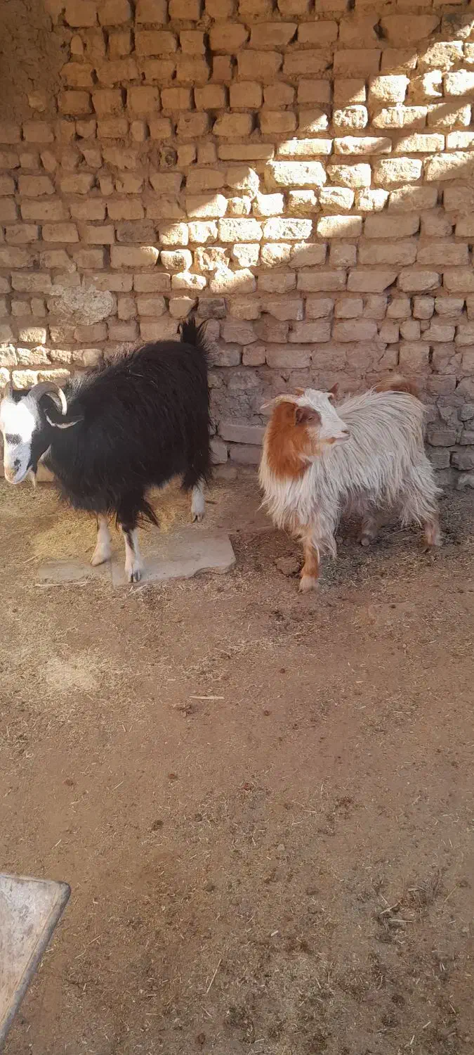 دو راس بز  یکیش آبستن سنگین|حیوانات مزرعه|زرندیه, |دیوار