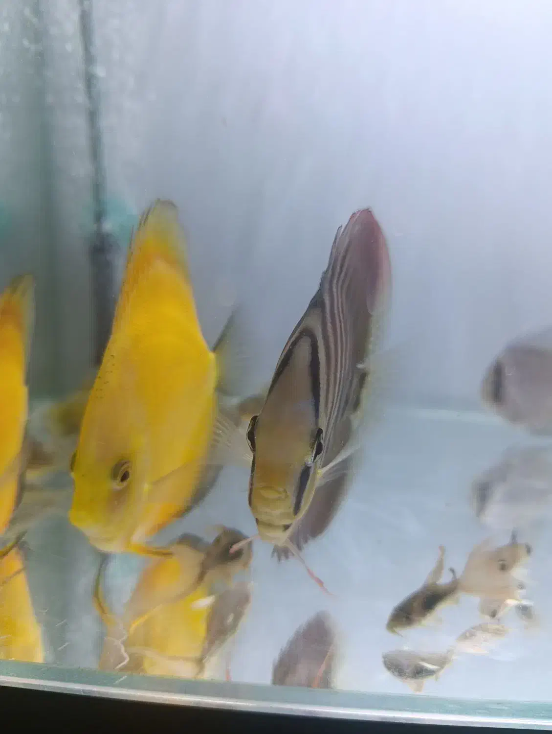 دیسکس|ماهی|تهران, خاک سفید|دیوار