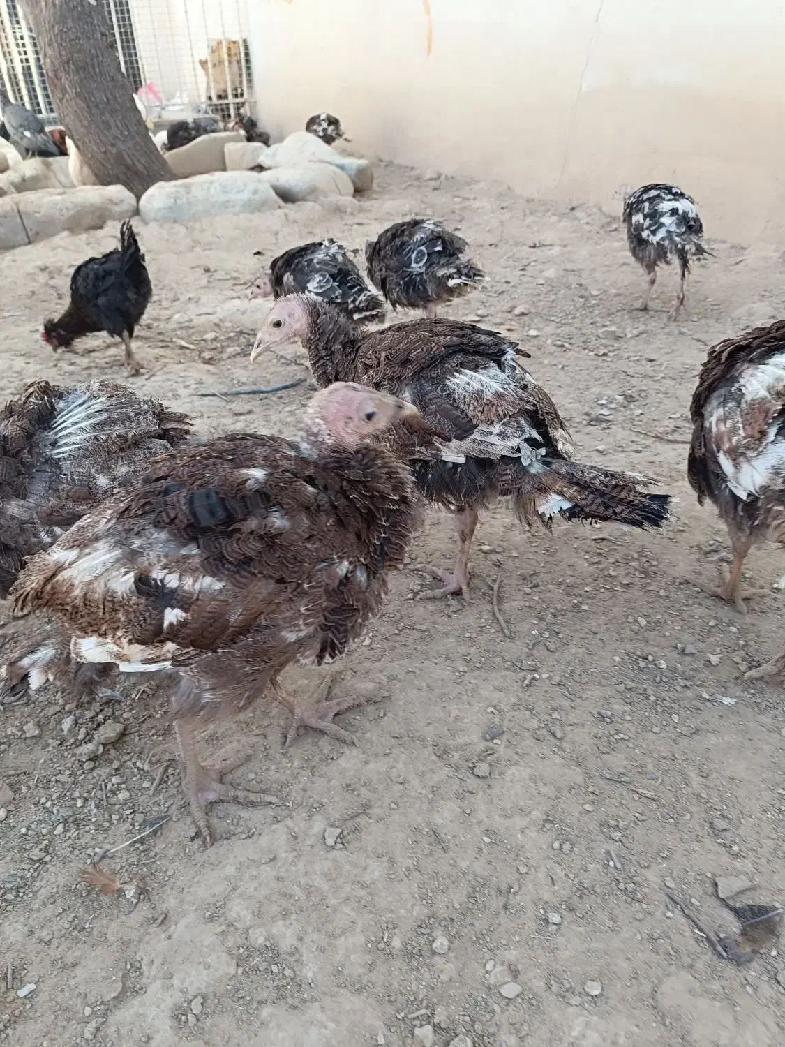 فروش ۴۵ عدد بوقلمون نژاد ایتالیایی ۴ ماهه دم تخم|حیوانات مزرعه|خرقان, |دیوار