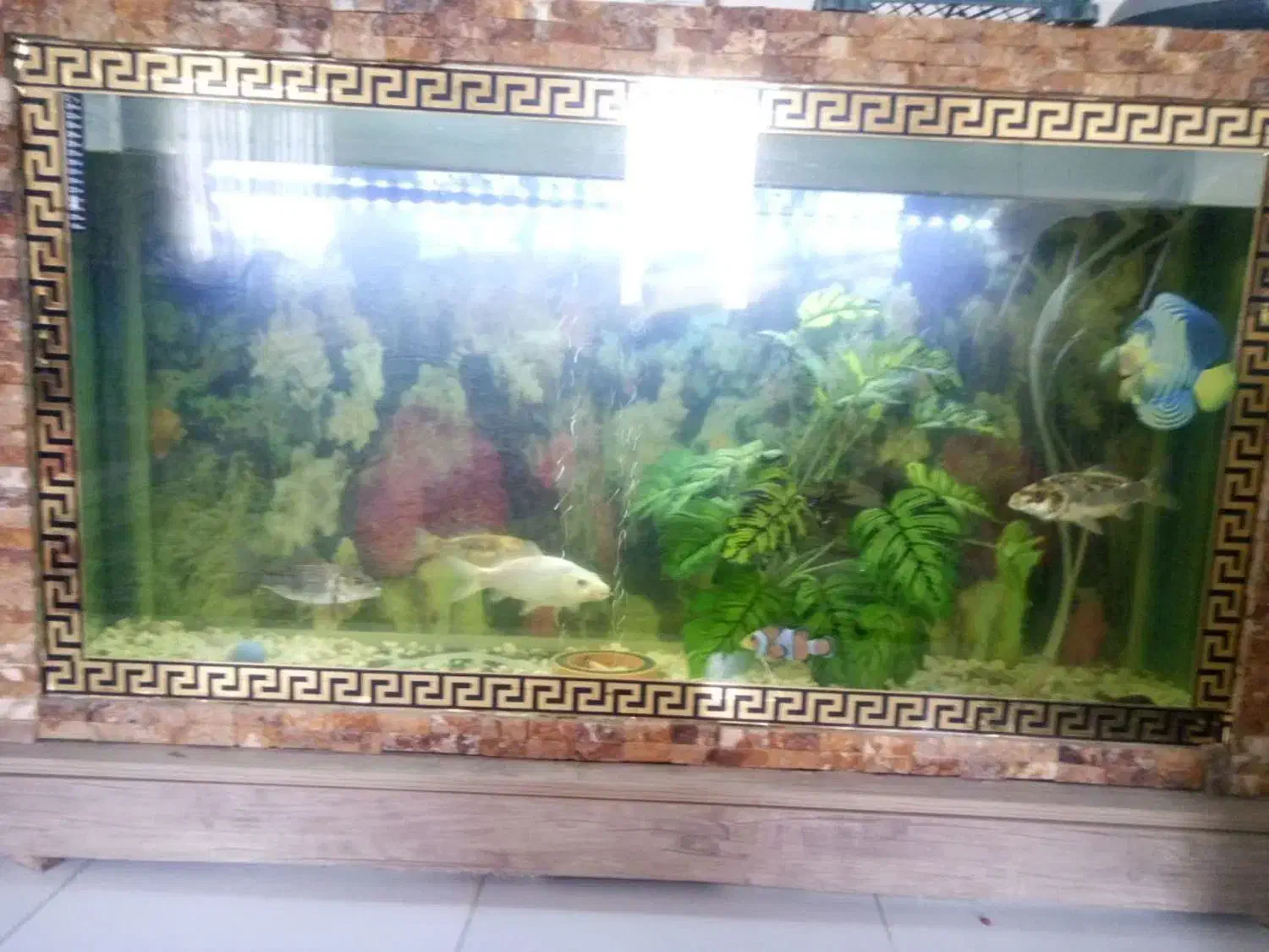 آکواریوم|ماهی|پرند, فاز ۳|دیوار