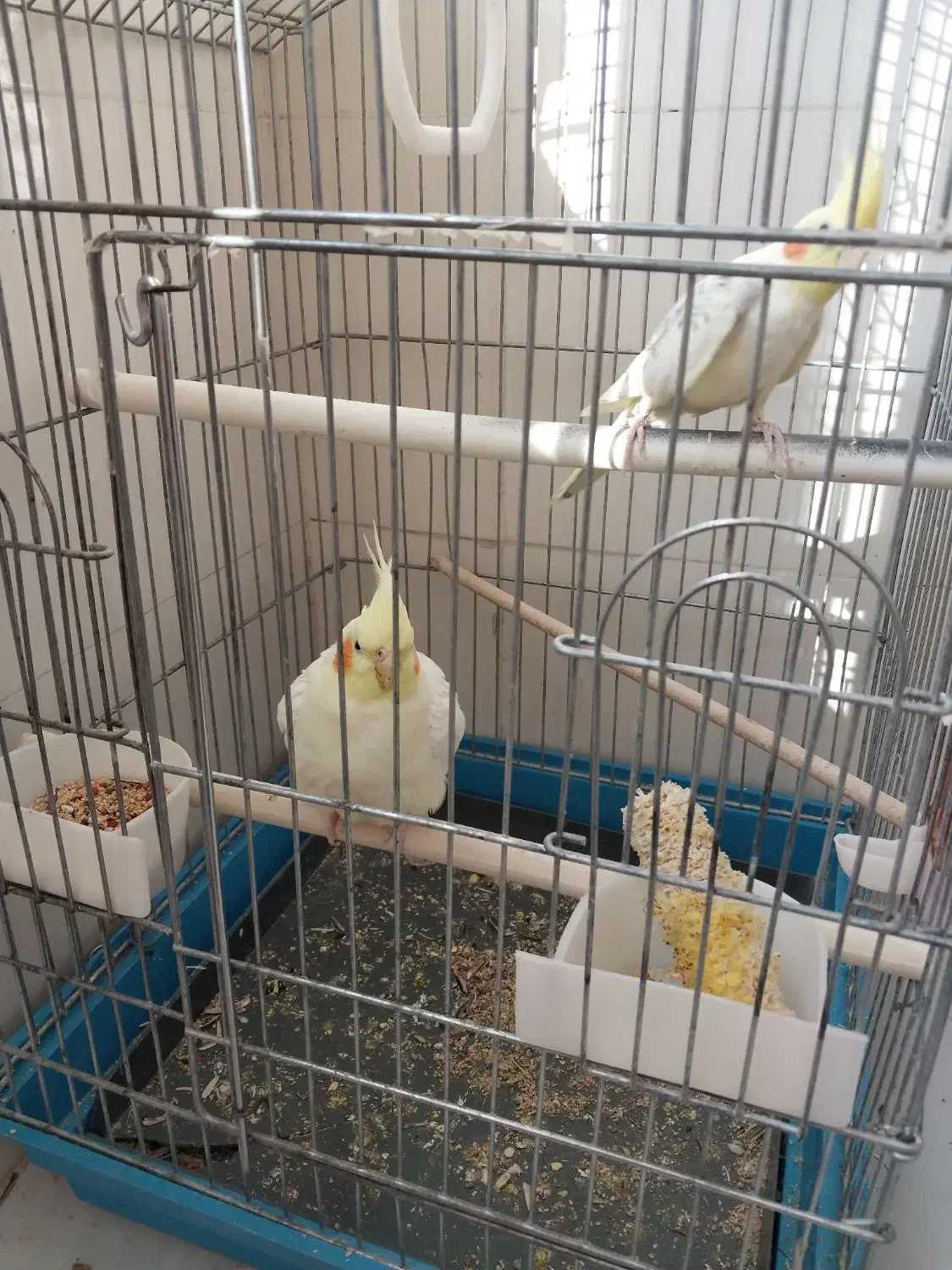 عروس هلندی|پرنده|اراک, |دیوار