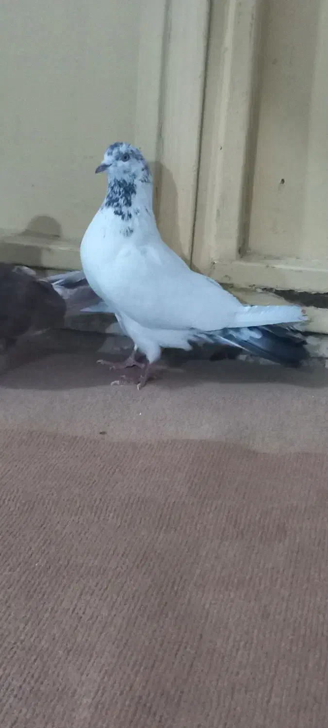 کبوتر زوردار|پرنده|ایلام, |دیوار